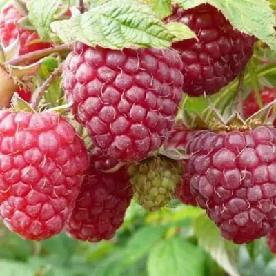 Малина ПОЛЬКА (ПОЛКА) в Сморгони