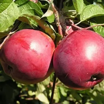 Яблоня ДАРУНАК в Сморгони