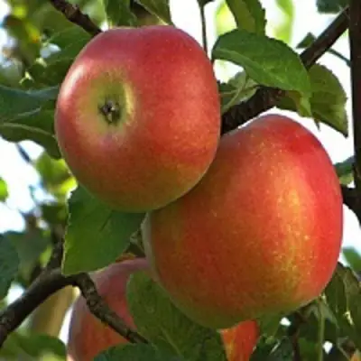 Яблоня ПЕРСИКОВАЯ в Сморгони