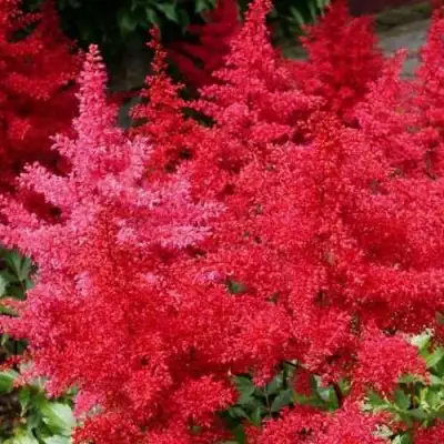 Астильба ЭТНА Арендса в Сморгони