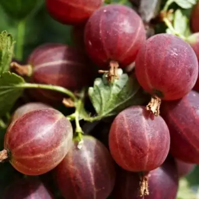 Крыжовник ХИННОМАКИ РОТ в Сморгони