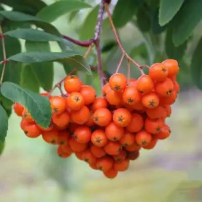 Рябина ВЕФЕД сладкоплодная в Сморгони