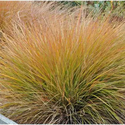 Осока БРОНЗОВЫЕ КУДРИ в Сморгони