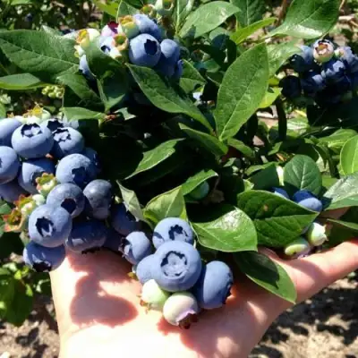Голубика ДАРРОУ в Сморгони