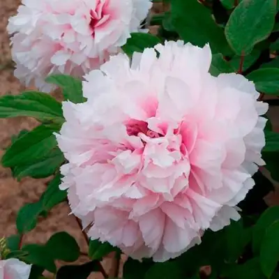 Пион ПЕРСИК ПОД СНЕГОМ древовидный в Сморгони