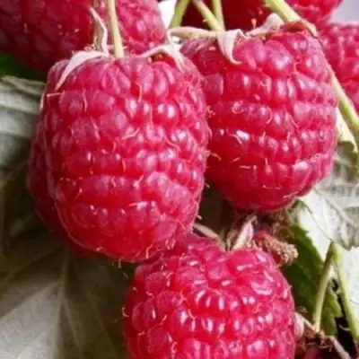 Малина ГЕРАКЛ в Сморгони