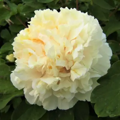 Пион НЕЖНЫЙ ГОЛОС древовидный в Сморгони