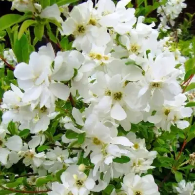 Экзохорда ЗЕ БРАЙД в Сморгони