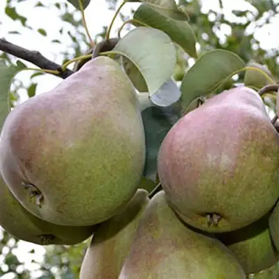 Груша БРЯНСКАЯ КРАСАВИЦА в Сморгони