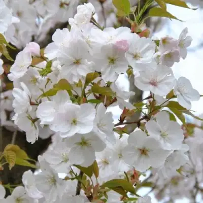 Сакура САНСЕТ БУЛЕВАРД в Сморгони