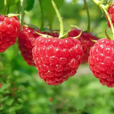 Малина ПРОСТО ПРЕЛЕСТЬ (СТОЛЕШНИК) в Сморгони