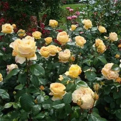 Роза КЕНДЛАЙТ чайно-гибридная в Сморгони