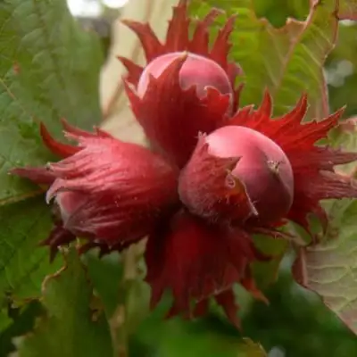 Фундук МОСКОВСКИЙ РУБИН в Сморгони