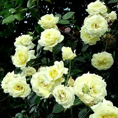 Роза ЭЛЬФ плетистая в Сморгони