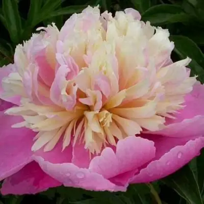 Пион ВЕСЕННЯЯ ПАЛИТРА травянистый в Сморгони