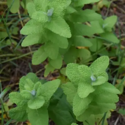 Мята АПФЕЛМИНЦЕ в Сморгони