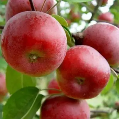 Яблоня АНТЕЙ в Сморгони