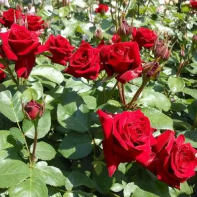 Роза ЭКСПЛОРЕР чайно-гибридная в Сморгони