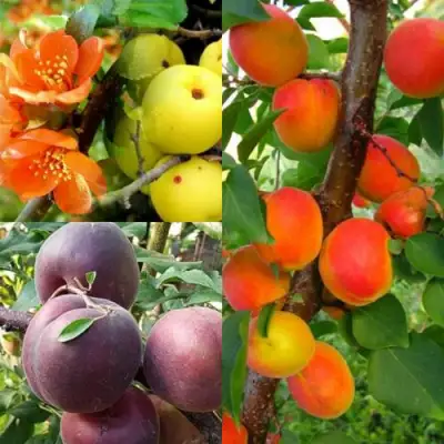 Комплект САД ДЛЯ ГУРМАНА в Сморгони