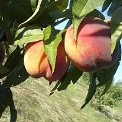 Персик СОФГАФЕН в Сморгони