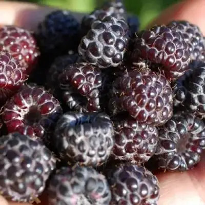 Малина БРИСТОЛЬ в Сморгони