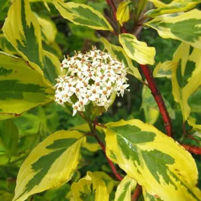 Дерен ШПЕТА белый в Сморгони