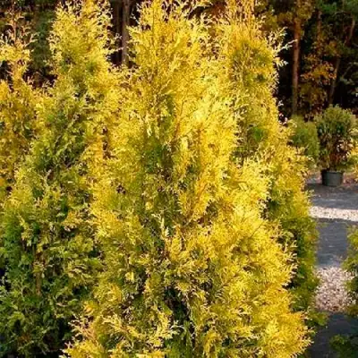 Туя ЕВРОПА ГОЛД западная в Сморгони