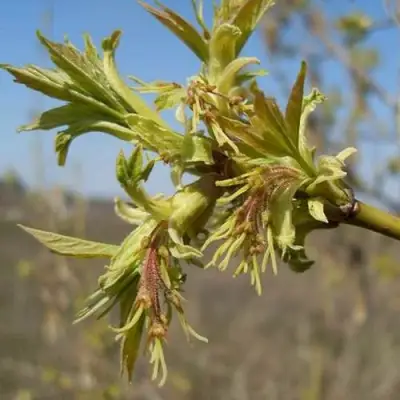 Клен ясенелистный в Сморгони