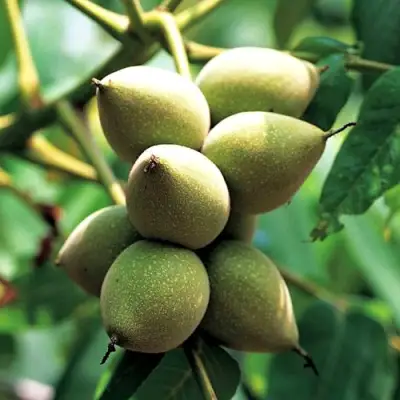 Орех МАНЬЧЖУРСКИЙ в Сморгони