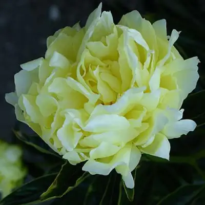 Пион ЗОЛОТАЯ КОЛЕСНИЦА травянистый в Сморгони