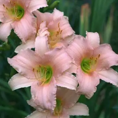 Лилейник ЛАКШЕРИ ЛЕЙС гибридный в Сморгони