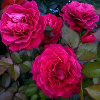 Роза БЕЛЬВЬЮ чайно-гибридная в Сморгони