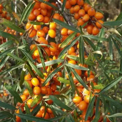 Облепиха РОСИНКА в Сморгони