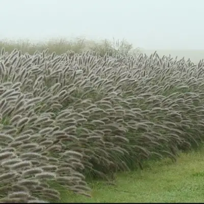Пеннисетум ЛЕДИ Ю в Сморгони