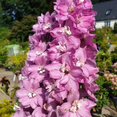Дельфиниум АСТОЛАТ тихоокеанский в Сморгони