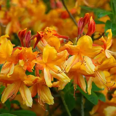 Азалия ОРАНЖ ХИТ листопадная в Сморгони