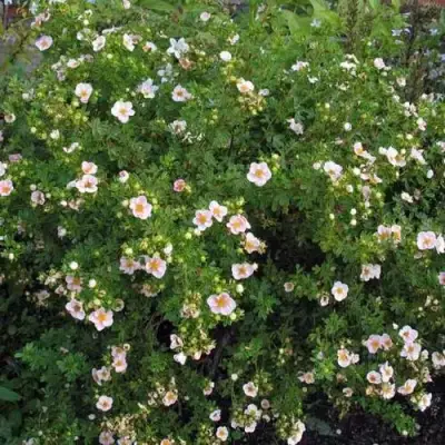 Лапчатка ПИНК КВИН кустарниковая в Сморгони