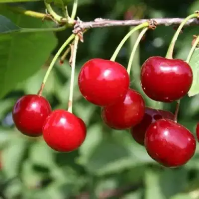 Вишня РИВАЛ в Сморгони