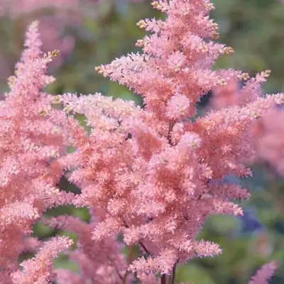 Астильба ГЛИТТЕР ЭНД ГЛАМУР китайская в Сморгони