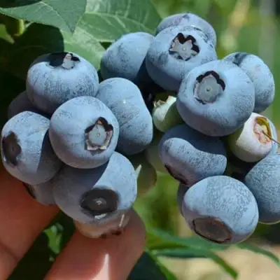 Голубика НЕЛЬСОН в Сморгони