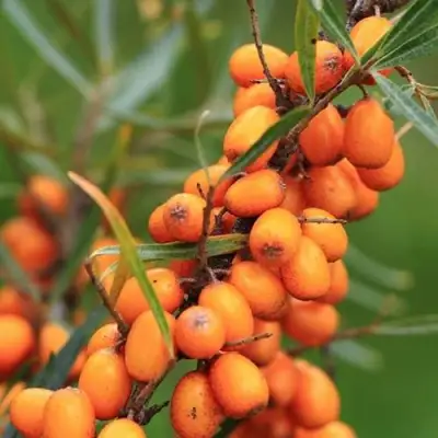 Облепиха АЛТАЙСКАЯ в Сморгони