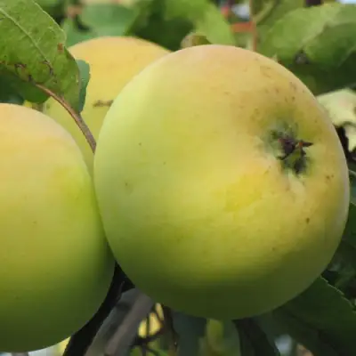 Яблоня РОССИЯНКА в Сморгони