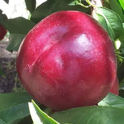 Нектарин ЭКСТРИМ БЬЮТИ в Сморгони