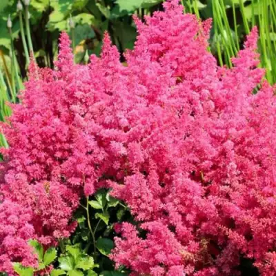 Астильба САННИ ДЕЙ гибридная в Сморгони