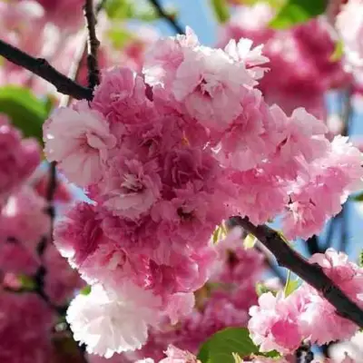 Сакура ПИНК ПЕРФЕКШН в Сморгони