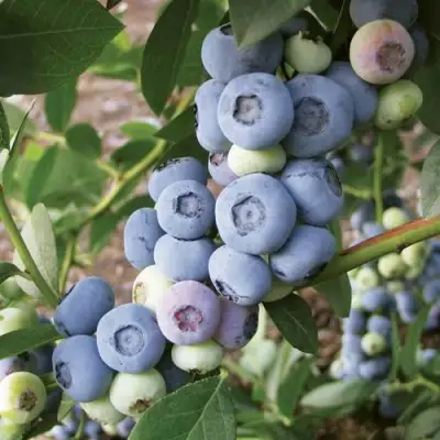 Голубика ЛИБЕРТИ в Сморгони