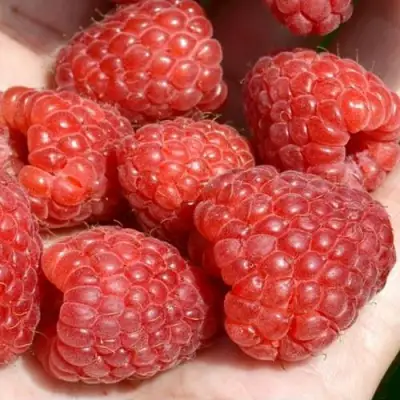 Малина ХЕРИТЕЙДЖ в Сморгони