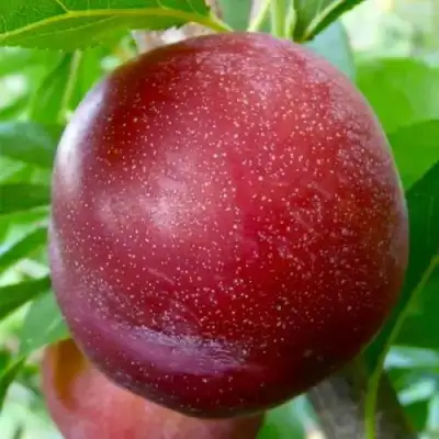 Слива БЕРБАНК ГИГАНТ в Сморгони