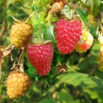 Малина РАДЗИЕВА в Сморгони