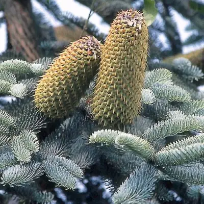 Пихта благородная в Сморгони